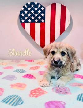 Shanelle -  Corgi Dog for Adoption in Mcallen, Texas - Shanelle | PetCurious