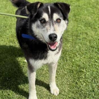 Rescue Husky Dogs for Adoption in Logan, Utah - Hudson | PetCurious