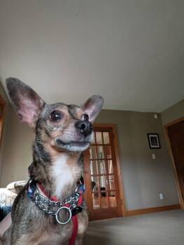 Dumbo -  Chihuahua Dog for Adoption in Kitchener, Ontario - Dumbo | PetCurious