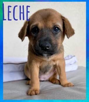 Leche -  Mixed Breed Dog for Adoption in Chino Valley, Arizona - Leche | PetCurious