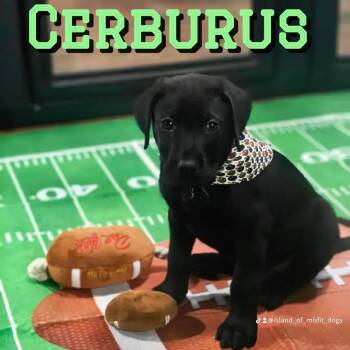 Great Dane and Black Labrador Retriever Dogs Available for Adoption - Cerberus | PetCurious