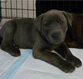 Shepherd and Catahoula Leopard Dog Dogs Available for Adoption in El Dorado, Arkansas - Eden | PetCurious