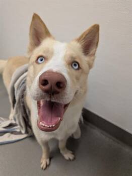 Siberian Husky Dogs Available for Adoption in San Francisco, California - DALE | PetCurious
