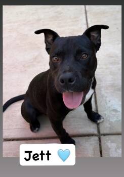 Jett -  American Staffordshire Terrier Dog for Adoption in San Diego, California - Jett | PetCurious