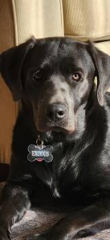 EXODUS. —OWNER REHOME -  Labrador Retriever Dog for Adoption in Medina, Ohio - EXODUS. —OWNER REHOME | PetCurious