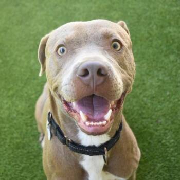 Weimaraner Dogs Available for Adoption in St. Petersburg, Florida - Gunter | PetCurious