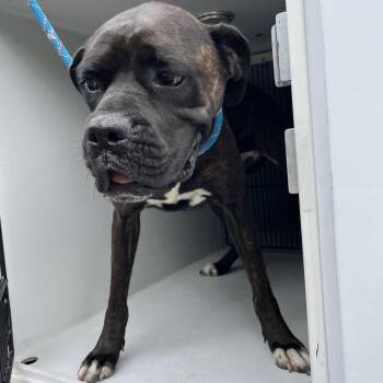 Cane Corso Dogs Available for Adoption in Beaumont, Texas - Pepper | PetCurious