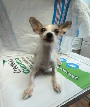 Lolita -  Chihuahua and Mixed Breed Dog Available for Adoption in Lawrenceville, Georgia - Lolita | PetCurious