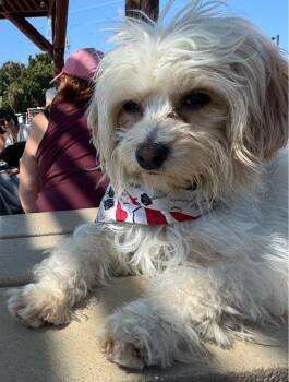 26Silk -  Poodle Dog Available for Adoption in Shingle Springs, California - 26Silk | PetCurious