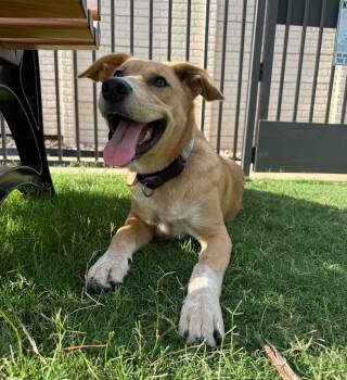 Labrador Retriever and Great Pyrenees Dogs Available for Adoption in Pflugerville, Texas - Snickers | PetCurious