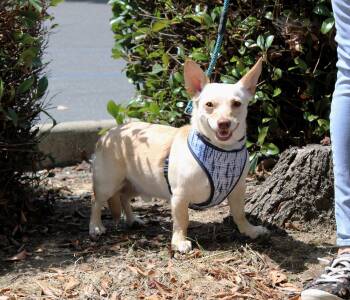 Chihuahua and Dachshund Dogs Available for Adoption in Yuba City, California - Charlie | PetCurious