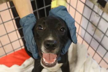 ALVIN -  Mixed Breed Dog for Adoption in Columbia, South Carolina - ALVIN | PetCurious