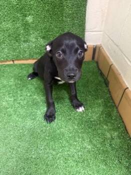 Toro -  Pit Bull Terrier and Mixed Breed Dog for Adoption in Gainesville, Florida - Toro | PetCurious