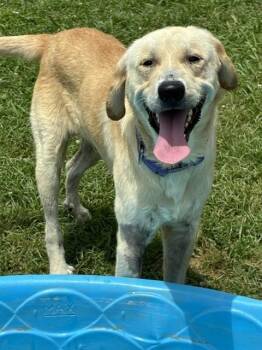 Danielsson / Pepaw -  Labrador Retriever and Mixed Breed Dog for Adoption in Broomfield, Colorado - Danielsson / Pepaw | PetCurious