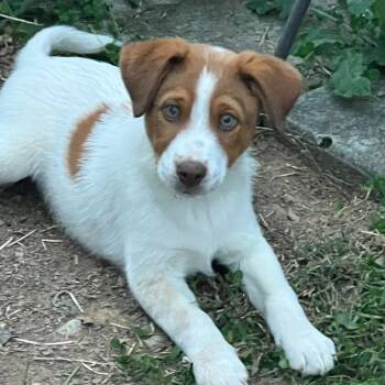 Rescue Cattle Dog Dogs for Adoption in Durham, North Carolina - Dale | PetCurious