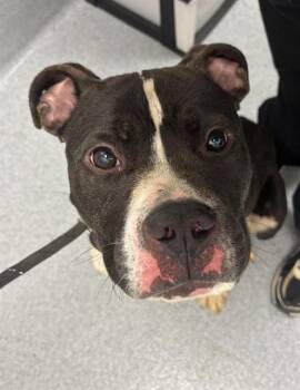 OLIVER -  Pit Bull Terrier Dog for Adoption in Indianapolis, Indiana - OLIVER | PetCurious