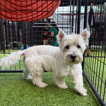 West Highland White Terrier Westie Dogs Available for Adoption in Tampa, Florida - Louis V | PetCurious