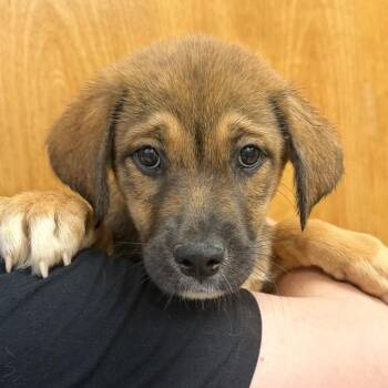 Jasmine -  Shepherd and Mixed Breed Dog for Adoption in Columbus, Georgia - Jasmine | PetCurious