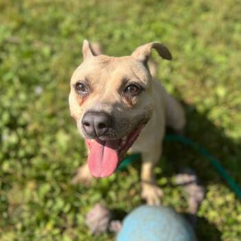Rescue Pit Bull Terrier Dogs for Adoption in Northbrook, Illinois - Palomino | PetCurious