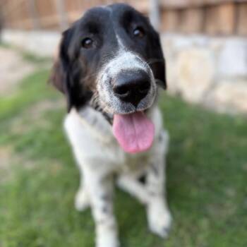 Border Collie Dogs Available for Adoption in The Woodlands, Texas - Cora | PetCurious