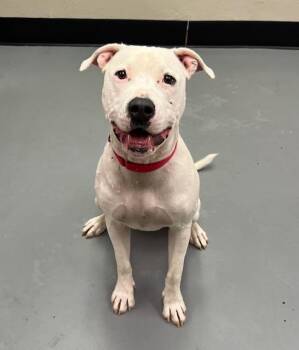 Rescue Dogo Argentino Dogs for Adoption in Phoenix, Oregon - Nero | PetCurious