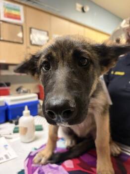 SUNDAE -  German Shepherd Dog Dog for Adoption in Riverside, California - SUNDAE | PetCurious