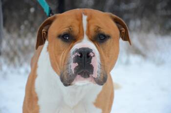 Rescue Pit Bull Terrier Dogs for Adoption in Montreal, Quebec - Rocky | PetCurious