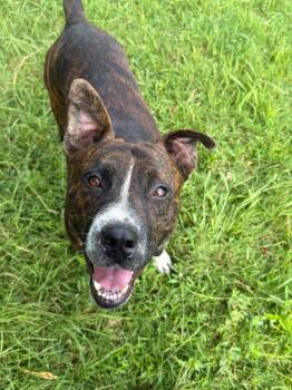 Brownie -  Mixed Breed Dog for Adoption in Metter, Georgia - Brownie | PetCurious