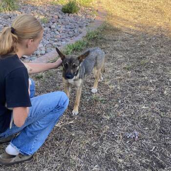 Belgian Shepherd Malinois and Terrier Dogs Available for Adoption in Escondido, California - Kira | PetCurious