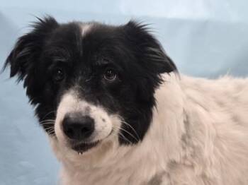 Martha -  Great Pyrenees and Border Collie Dog for Adoption in Minneapolis, Minnesota - Martha | PetCurious