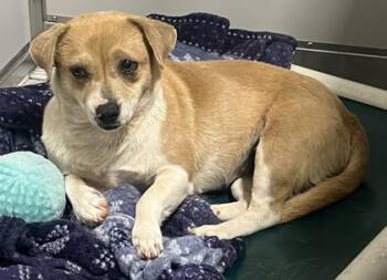 Chihuahua and Mixed Breed Dogs Available for Adoption in Fort Worth, Texas - Ocarina | PetCurious