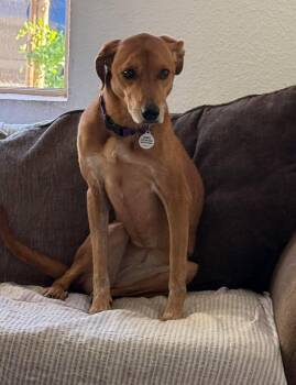 Rosalina -  Labrador Retriever and Hound Dog for Adoption in Phoenix, Arizona - Rosalina | PetCurious