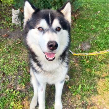 Gizmo -  Mixed Breed Dog for Adoption in Oshkosh, Wisconsin - Gizmo | PetCurious