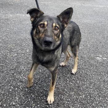 Cillian -  Dutch Shepherd and Husky Dog for Adoption in Jacksboro, Tennessee - Cillian | PetCurious