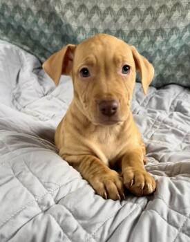 Labrador Retriever and American Staffordshire Terrier Dogs Available for Adoption in Gulfport, Mississippi - Vanilla | PetCurious