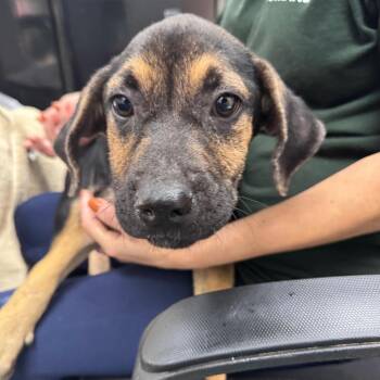 Cynthia -  Mixed Breed Dog for Adoption in Columbiana, Alabama - Cynthia | PetCurious
