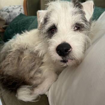 Cowboy -  Terrier and Mixed Breed Dog for Adoption in Choctaw, Oklahoma - Cowboy | PetCurious