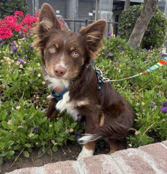 Australian Shepherd Dogs Available for Adoption in Lathrop, California - Archer | PetCurious