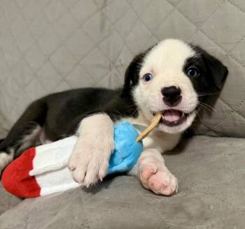 Olaf -  Labrador Retriever and Pit Bull Terrier Dog for Adoption in Greenlawn, New York - Olaf | PetCurious