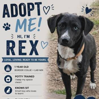 Border Collie and Labrador Retriever Dogs Available for Adoption in Rochester, Minnesota - Rex | PetCurious