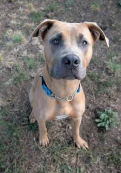 Sideways -  Pit Bull Terrier Dog for Adoption in Vancouver, British Columbia - Sideways | PetCurious