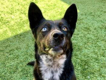 SAVE ME PLEASE Mallory - IDA554446 -  Australian Kelpie Dog for Adoption in San Marcos, California - SAVE ME PLEASE Mallory - IDA554446 | PetCurious