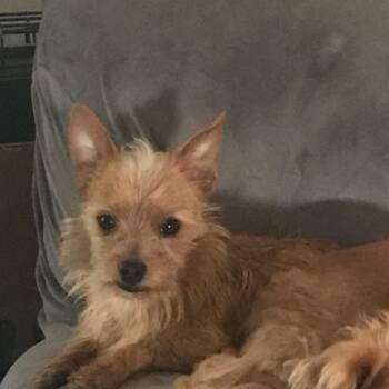 Yorkshire Terrier Dogs Available for Adoption in Franklin, Tennessee - Enzo: Total Package (minus One) | PetCurious