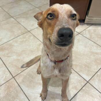 Robin -  Australian Cattle Dog Blue Heeler Dog for Adoption in Corpus Christi, Texas - Robin | PetCurious