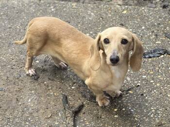 Dachshund Dogs Available for Adoption in Milton, Florida -  Viola | PetCurious