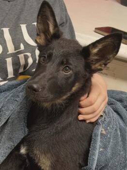 German Shepherd Dog Dogs Available for Adoption in Rutherfordton, North Carolina - Eve | PetCurious