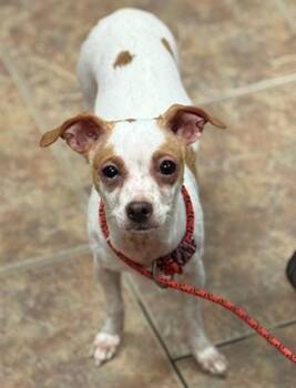 Chihuahua and Dachshund Dogs Available for Adoption - Lyra | PetCurious