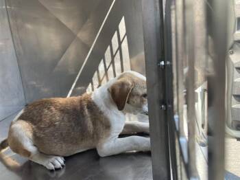 Rescue Mixed Breed Dogs for Adoption in Dallas, Texas - ORCHID | PetCurious