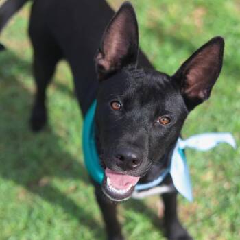 RAIDEN -  American Staffordshire Terrier Dog for Adoption in San Antonio, Texas - RAIDEN | PetCurious