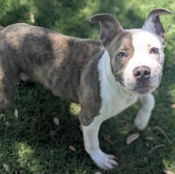 MIKEY -  Pit Bull Terrier and Mixed Breed Dog for Adoption in Texas City, Texas - MIKEY | PetCurious